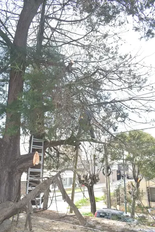 Poda de Altura en Boulogne: Ramas Peligrosas de un Árbol de Primera Magnitud
