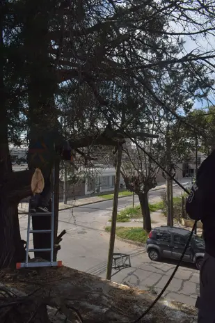 Poda de Altura en Boulogne: Ramas Peligrosas de un Árbol de Primera Magnitud