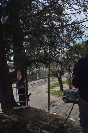 Poda de Altura en Boulogne: Ramas Peligrosas de un Árbol de Primera Magnitud