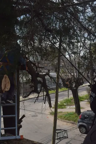 Poda de Altura en Boulogne: Ramas Peligrosas de un Árbol de Primera Magnitud