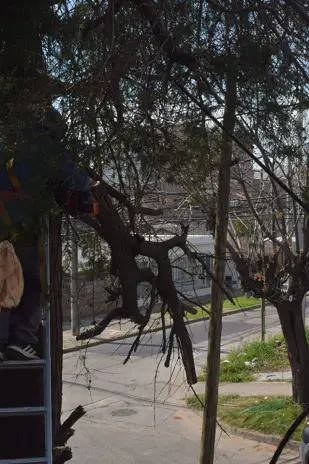 Poda de Altura en Boulogne: Ramas Peligrosas de un Árbol de Primera Magnitud