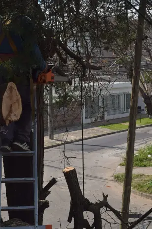 Poda de Altura en Boulogne: Ramas Peligrosas de un Árbol de Primera Magnitud