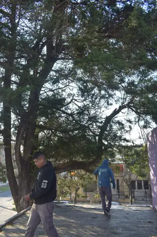 Poda de Altura en Boulogne: Ramas Peligrosas de un Árbol de Primera Magnitud