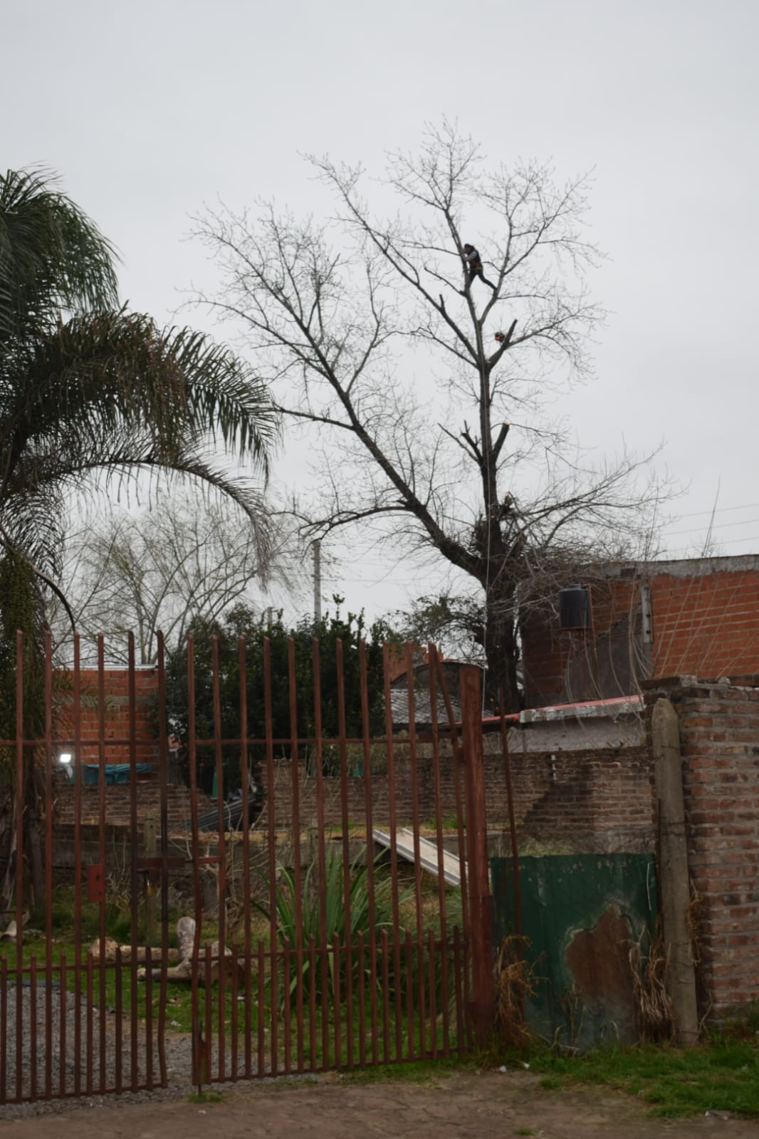 Corte de Álbol de 30 Metros en San Miguel - Buenos Aires