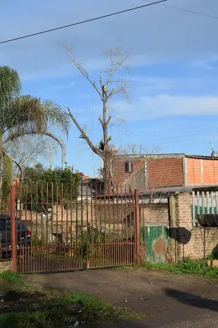 Corte de Álbol de 30 Metros en San Miguel - Buenos Aires