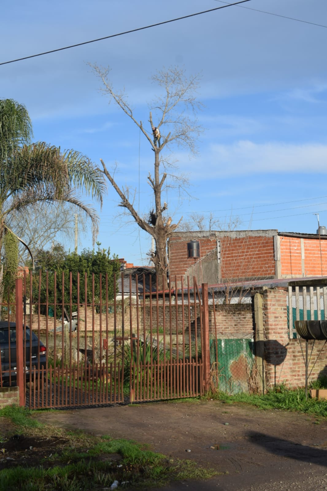 Corte de Álbol de 30 Metros en San Miguel - Buenos Aires
