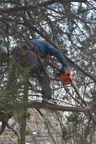 Necesito podar un árbol: empresa de poda de altura en CABA y GBA