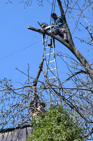 Necesito podar un árbol: empresa de poda de altura en CABA y GBA