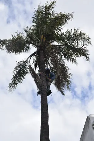 Necesito podar un árbol: empresa de poda de altura en CABA y GBA