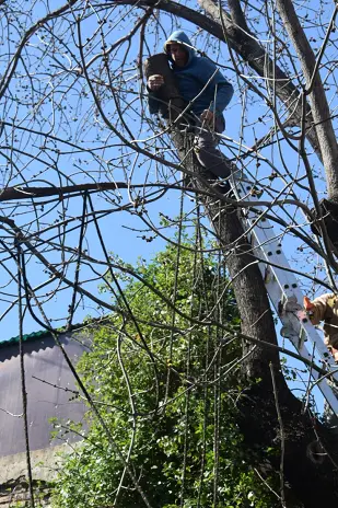 Necesito podar un árbol: empresa de poda de altura en CABA y GBA