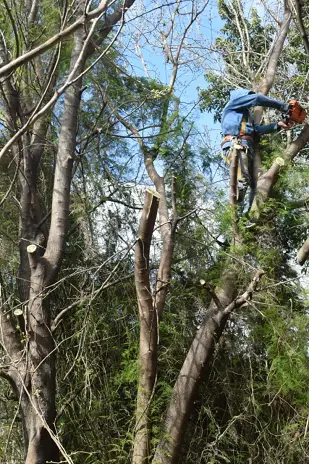 Necesito podar un árbol: empresa de poda de altura en CABA y GBA