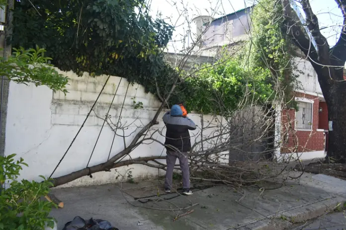 Necesito podar un árbol: empresa de poda de altura en CABA y GBA