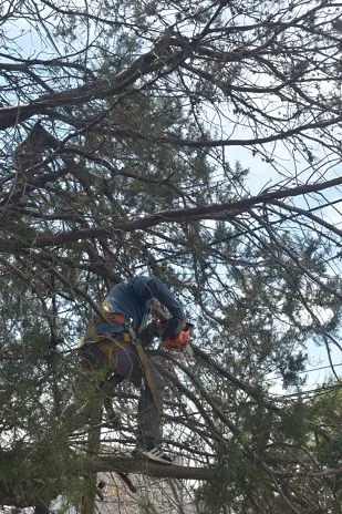 Necesito podar un árbol: empresa de poda de altura en CABA y GBA