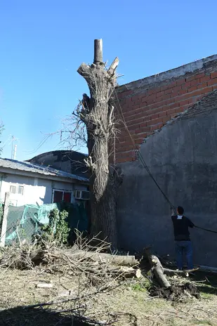 Corte de Álbol de 30 Metros en San Miguel - Buenos Aires