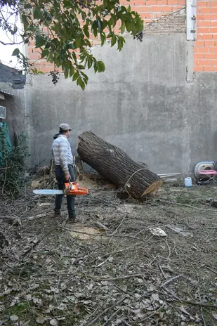 Corte de Álbol de 30 Metros en San Miguel - Buenos Aires
