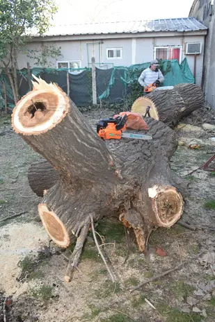 Corte de Álbol de 30 Metros en San Miguel - Buenos Aires