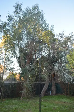 Poda de 6 Árboles en Zárate