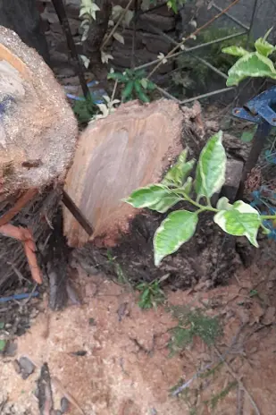 Servicio de Poda de Árbol en San Martín - Buenos Aires