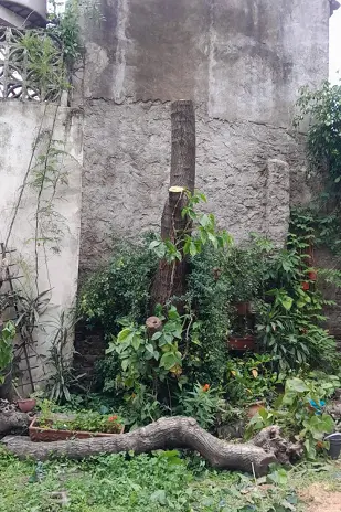 Servicio de Poda de Árbol en San Martín - Buenos Aires