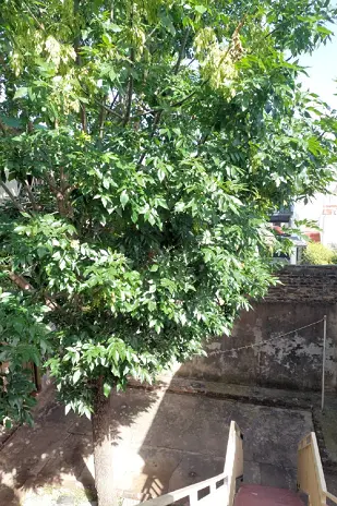 Podar de Árbol  San Martín - Buenos Aires - caso Amelia