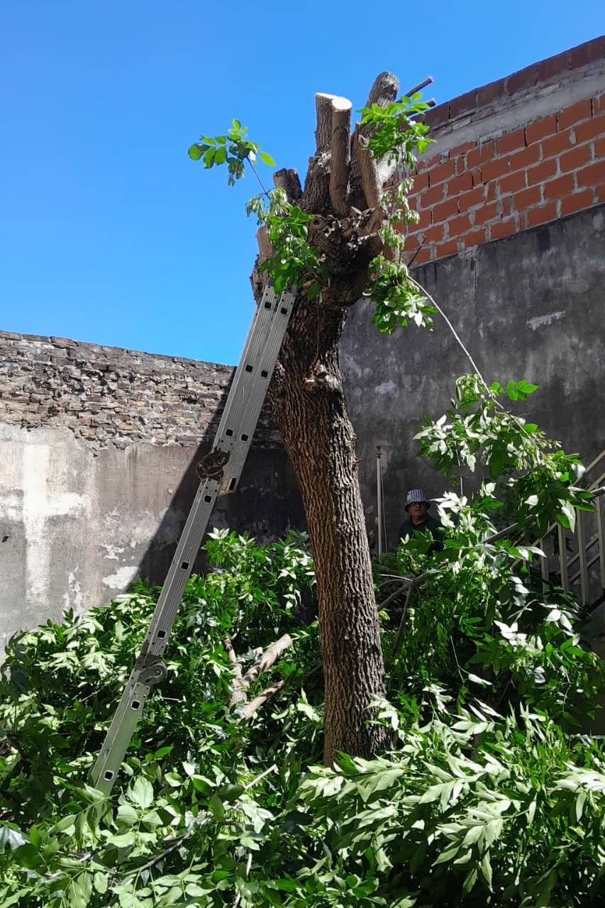 Podar de Árbol San Martín - Buenos Aires - caso Amelia