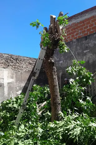 Podar de Árbol  San Martín - Buenos Aires - caso Amelia