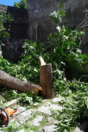Podar de Árbol  San Martín - Buenos Aires - caso Amelia