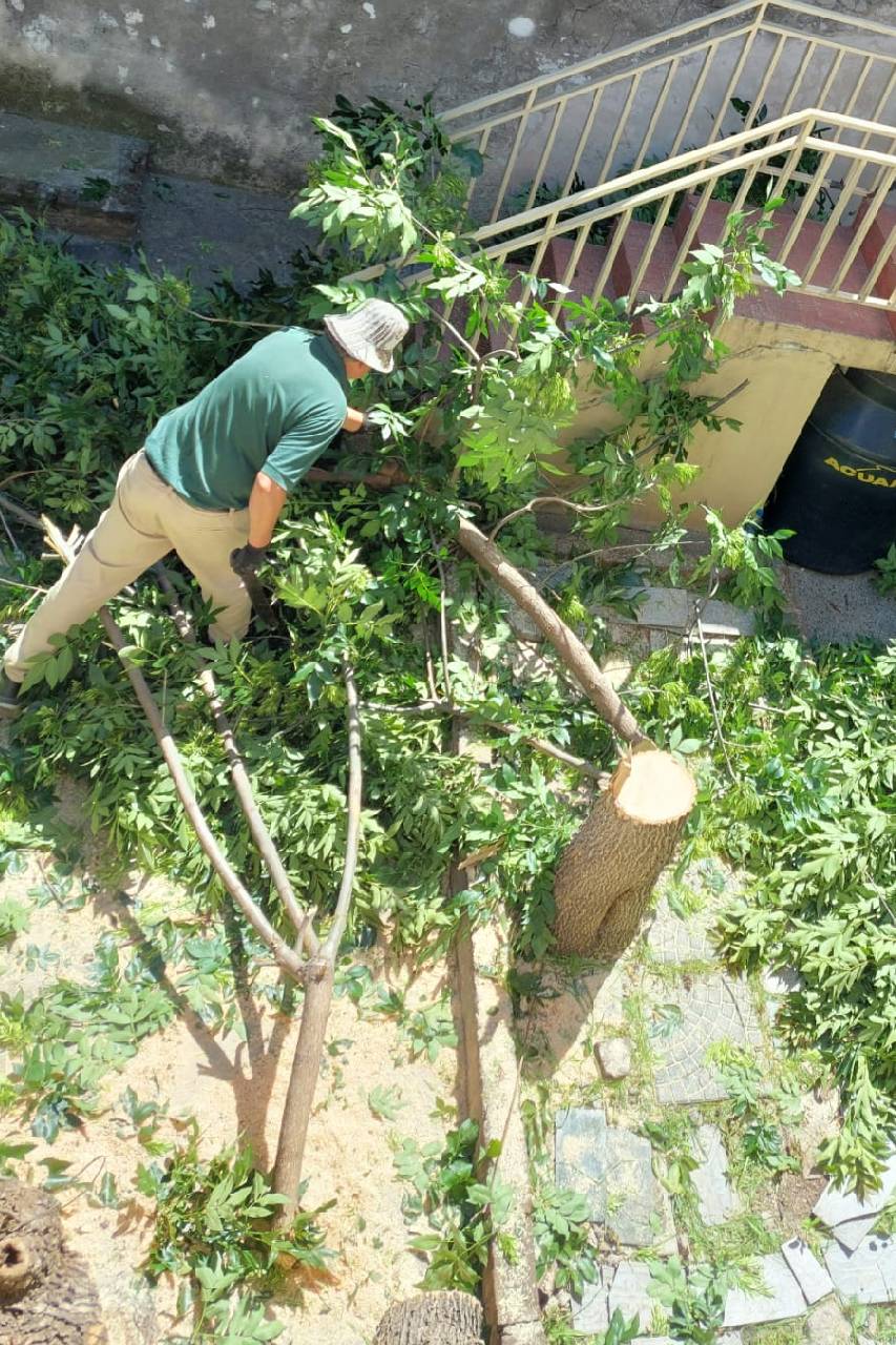 Podar de Árbol San Martín - Buenos Aires - caso Amelia