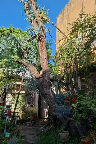 Servicio de Poda de Altura en San Fernando – Buenos Aires